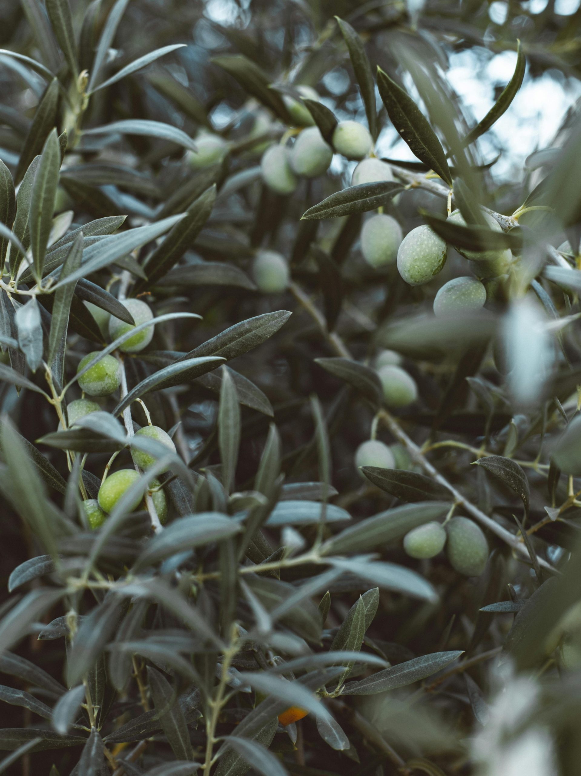 Close-up view of an olive tree with green olives growing among dense leaves, captured in natural daylight.