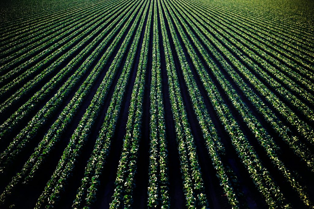 Aerial perspective of lush croplands in Santa Maria, California.